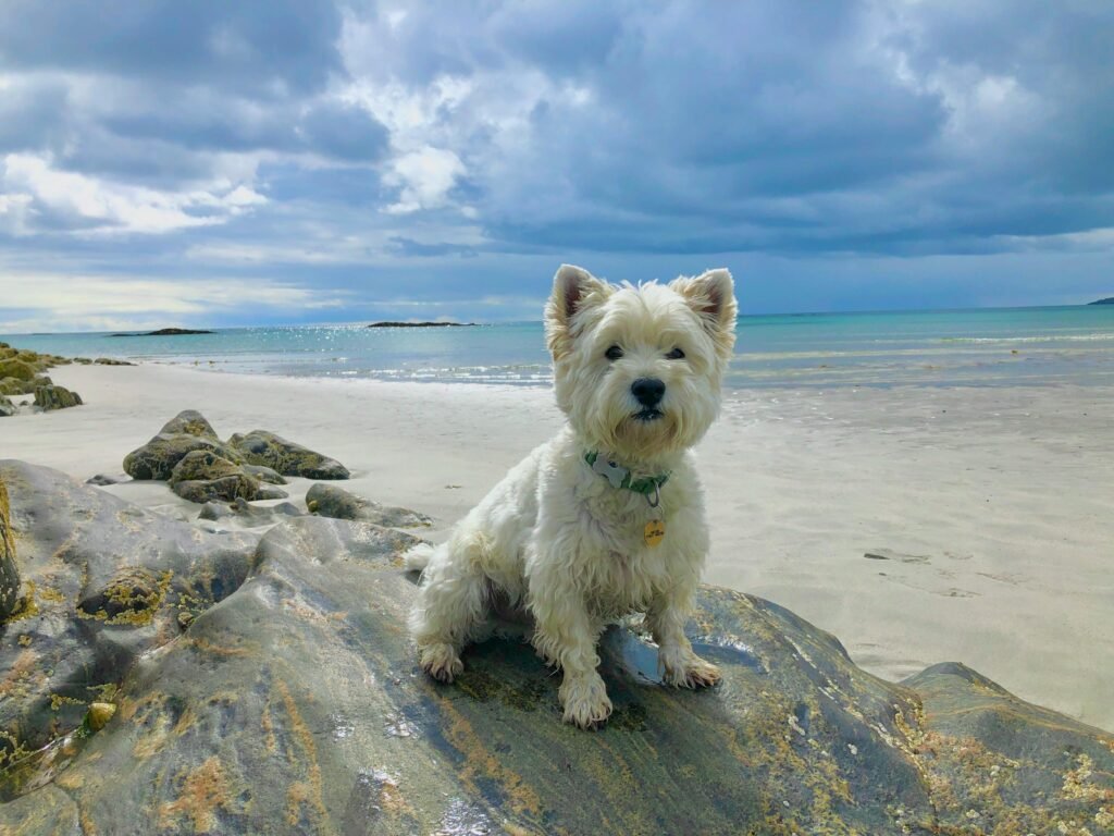 A White West Highland Terrier Dog at West Sands Beach.